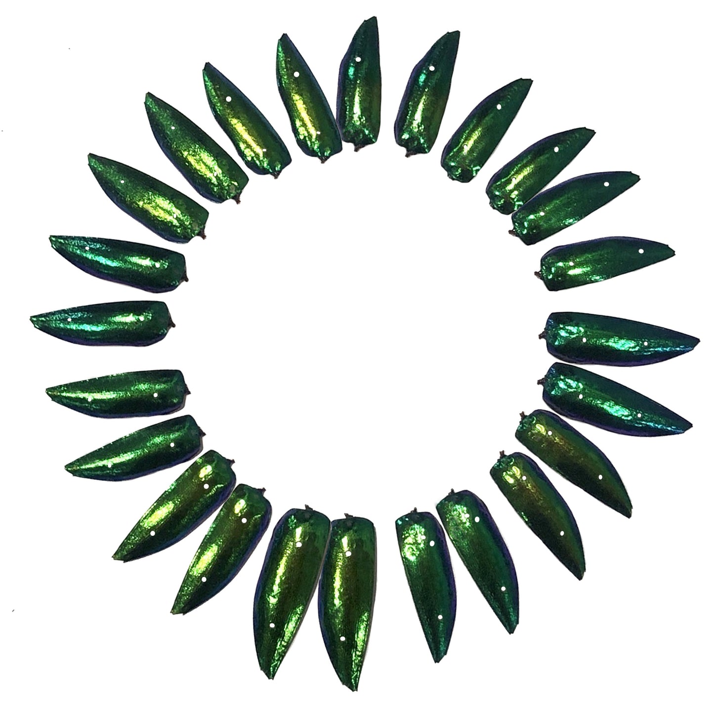 Jewel Beetle Wings DRILLED with HOLE 100 Pcs Natural Wings - Green 2holes A