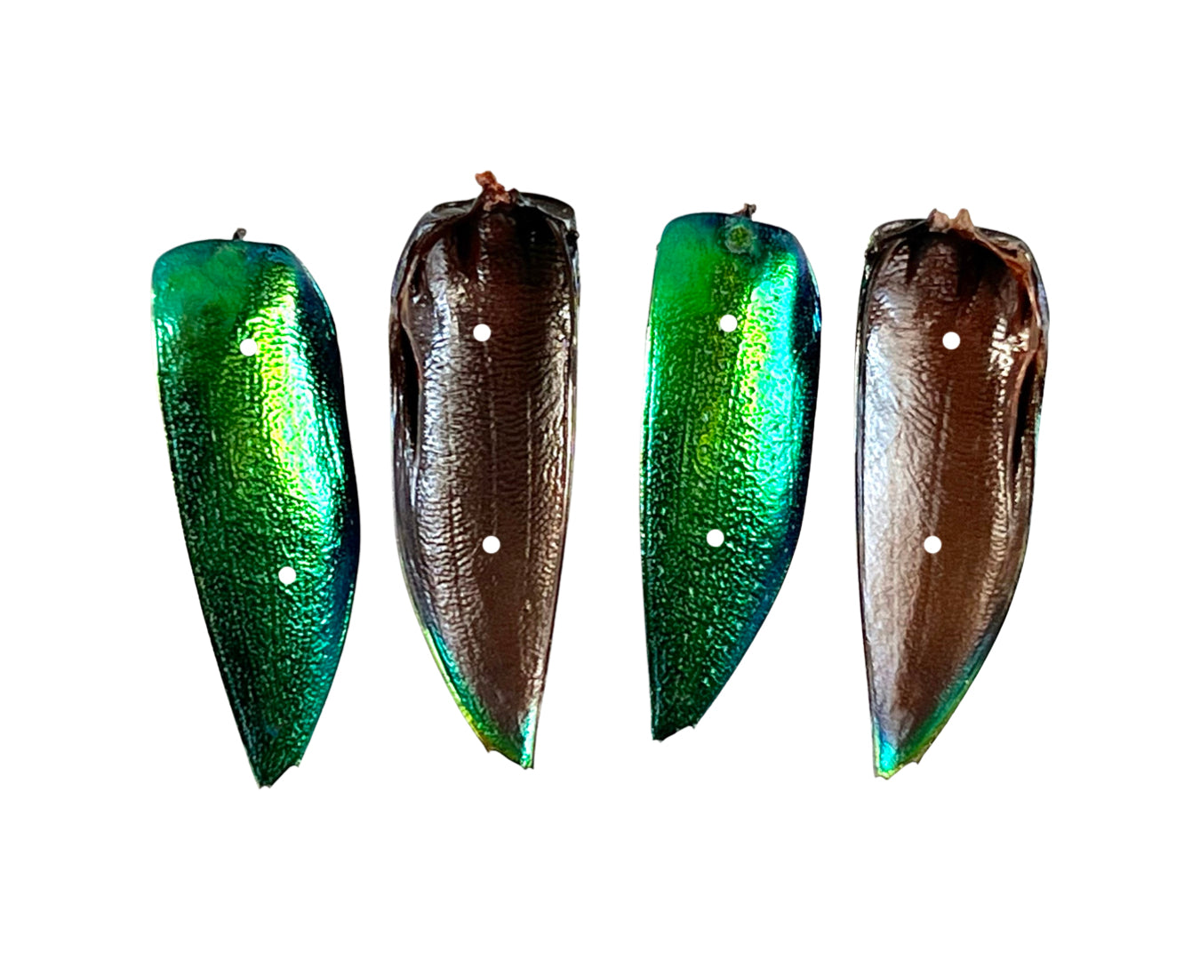 Jewel Beetle Wings DRILLED with HOLE 100 Pcs Natural Wings - Green 2holes A