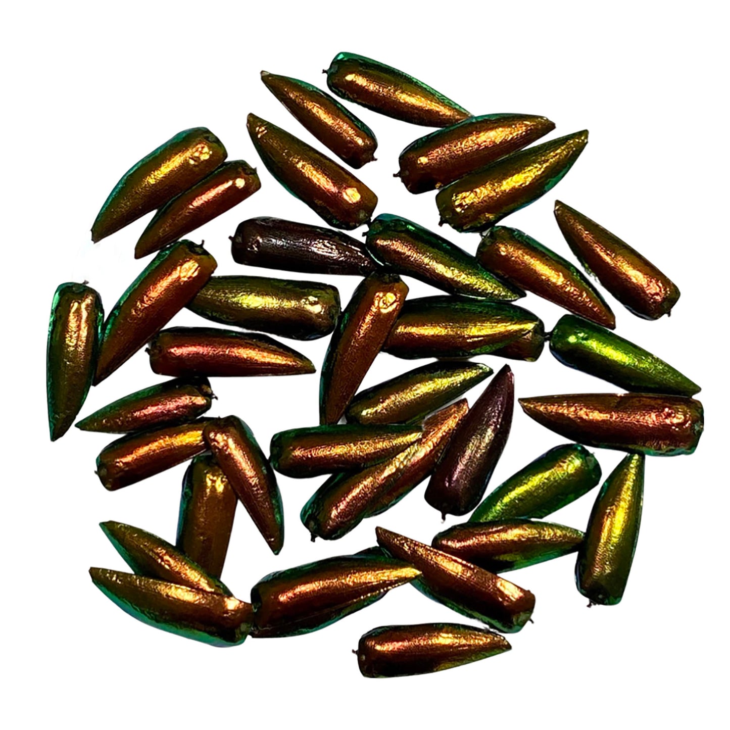 Jewel Beetle Wings UNDRILLED NO-HOLE 100 Pcs Natural Wings - REDDISH Green
