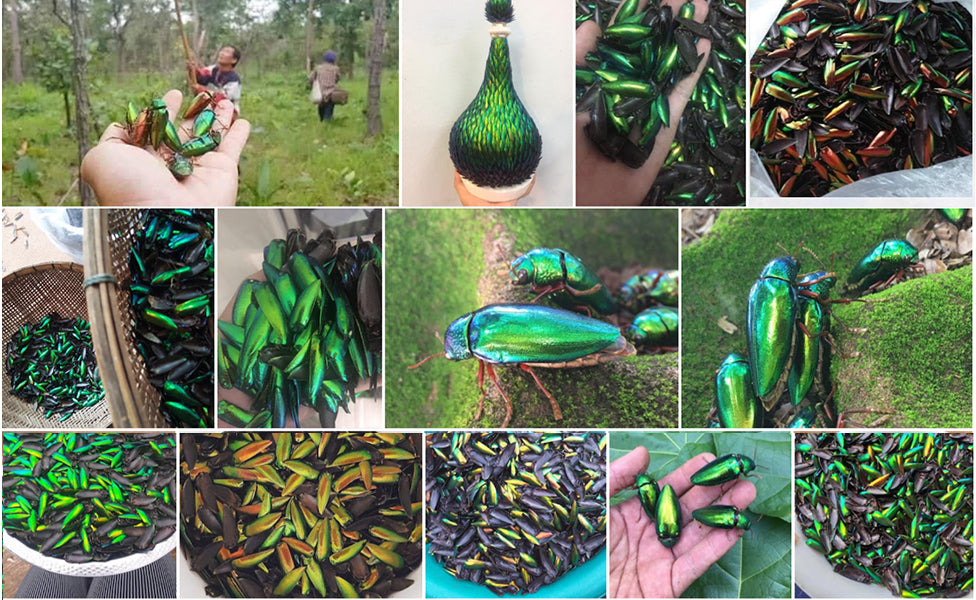 Jewel Beetle Wings UNDRILLED NO-HOLE 100 Pcs Natural Wings - SEMICIRCLE 5 MM