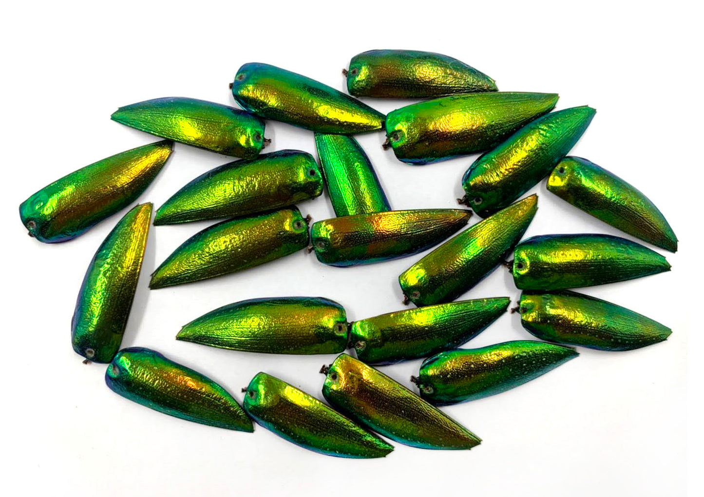 Jewel Beetle Wings DRILLED with HOLE 100 Pcs Natural Wings - YELLOWISH Green TOP 1