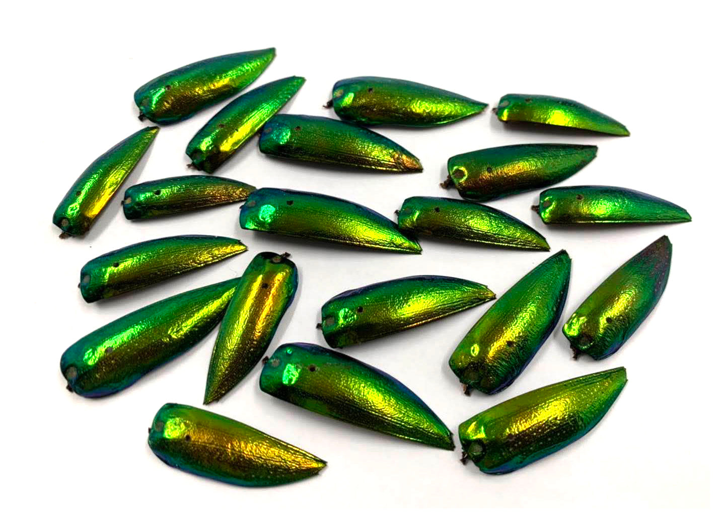 Jewel Beetle Wings DRILLED with HOLE 100 Pcs Natural Wings - YELLOWISH Green TOP 2