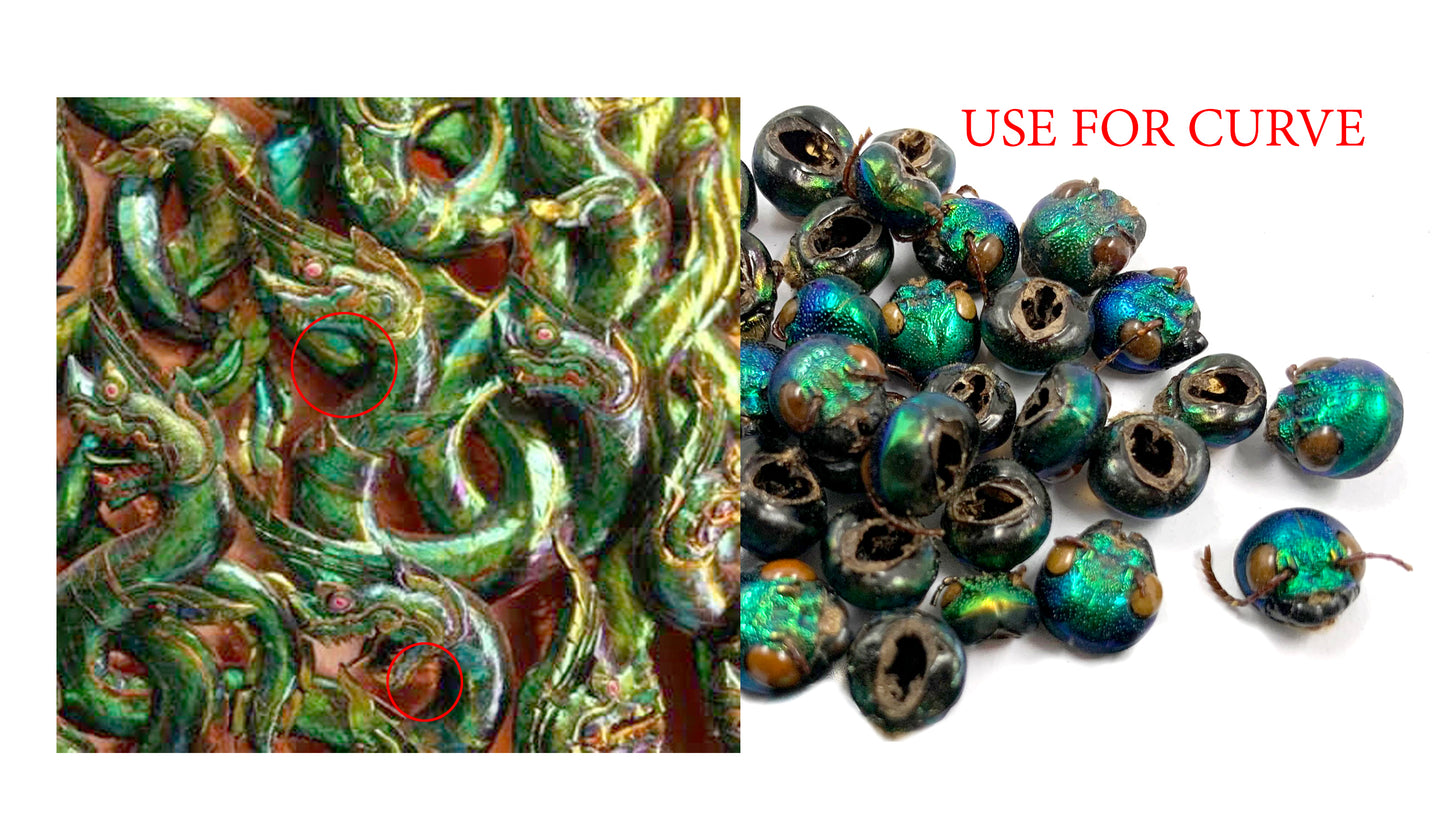 Jewel Beetle Elytra Natural Wings for Art Craft Sculpture design (100 HEAD)