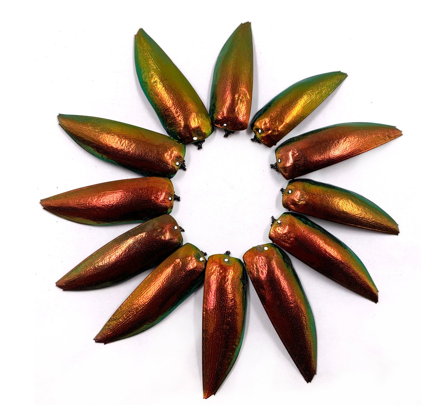 Jewel Beetle Wings DRILLED with HOLE 100 Pcs Natural Wings - REDDISH Green TOP 1