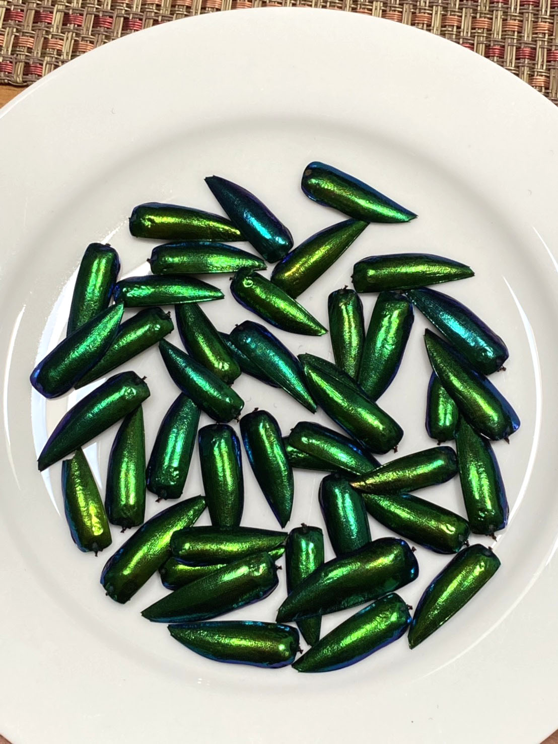 Jewel Beetle Wings UNDRILLED NO-HOLE 100 Pcs Natural Wings - Metallic Iridescent Green