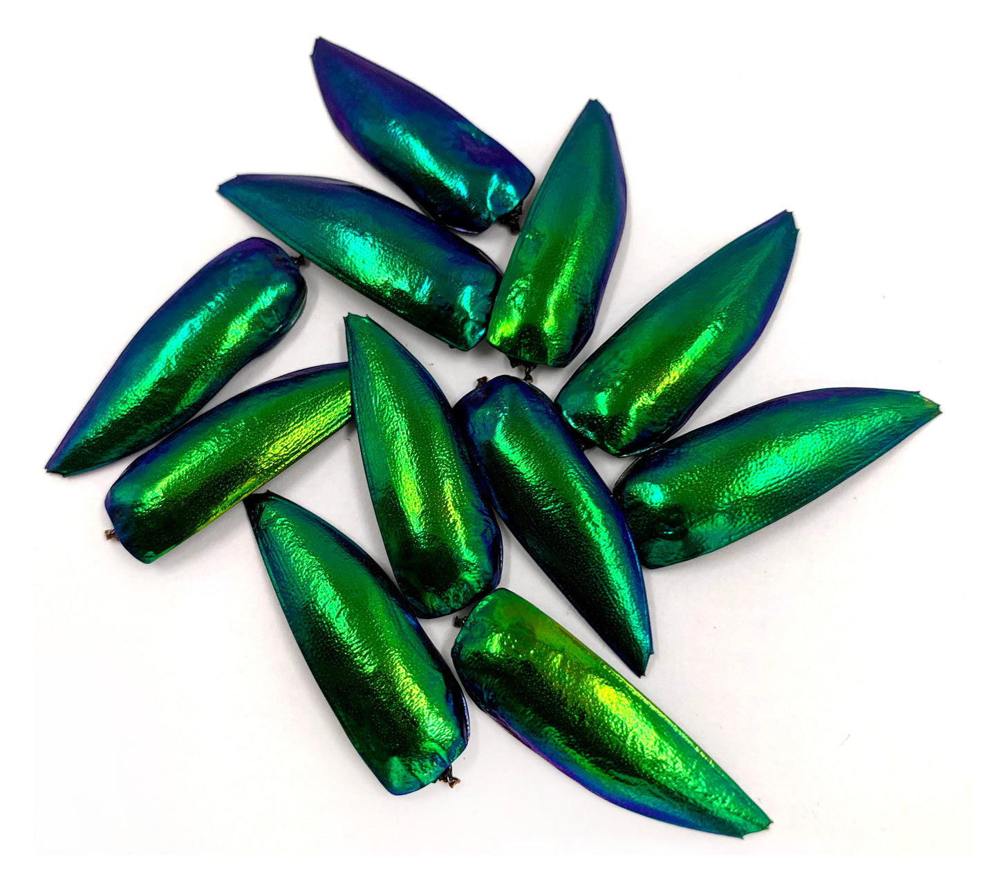 Jewel Beetle Wings UNDRILLED NO-HOLE Taxidermy Beads (100 Wings)
