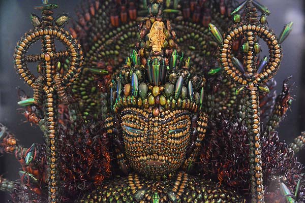 Jewel Beetle Taxidermy Elytra Natural WHOLE Beetles (GREEN 5)