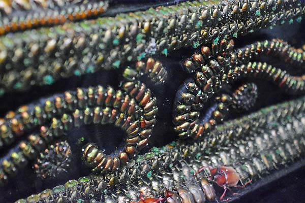 Jewel Beetle Taxidermy Elytra Natural WHOLE Beetles (GREEN 5)