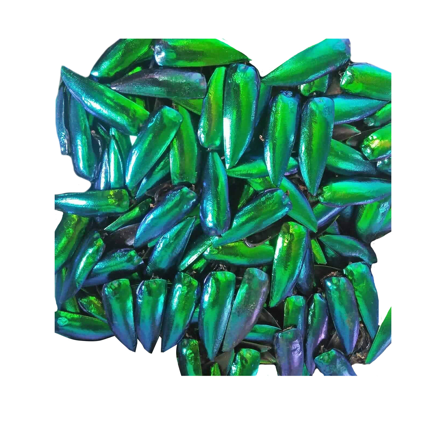 Jewel Beetle Wings UNDRILLED NO-HOLE 100 Pcs Natural Wings - Metallic Iridescent Green