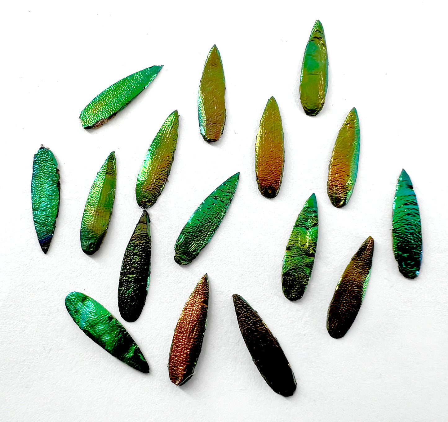 Jewel Beetles Wings UNDRILLED NO-HOLE 100 Pcs for Art & Craft (Tile Spear 1 X 2 CM)