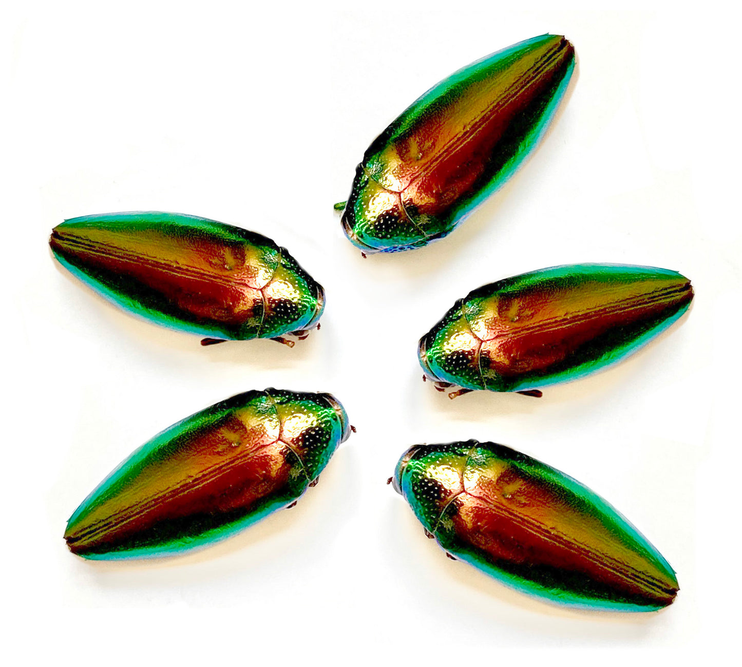 Jewel Beetle Taxidermy Elytra Natural WHOLE Beetles (RED 5)