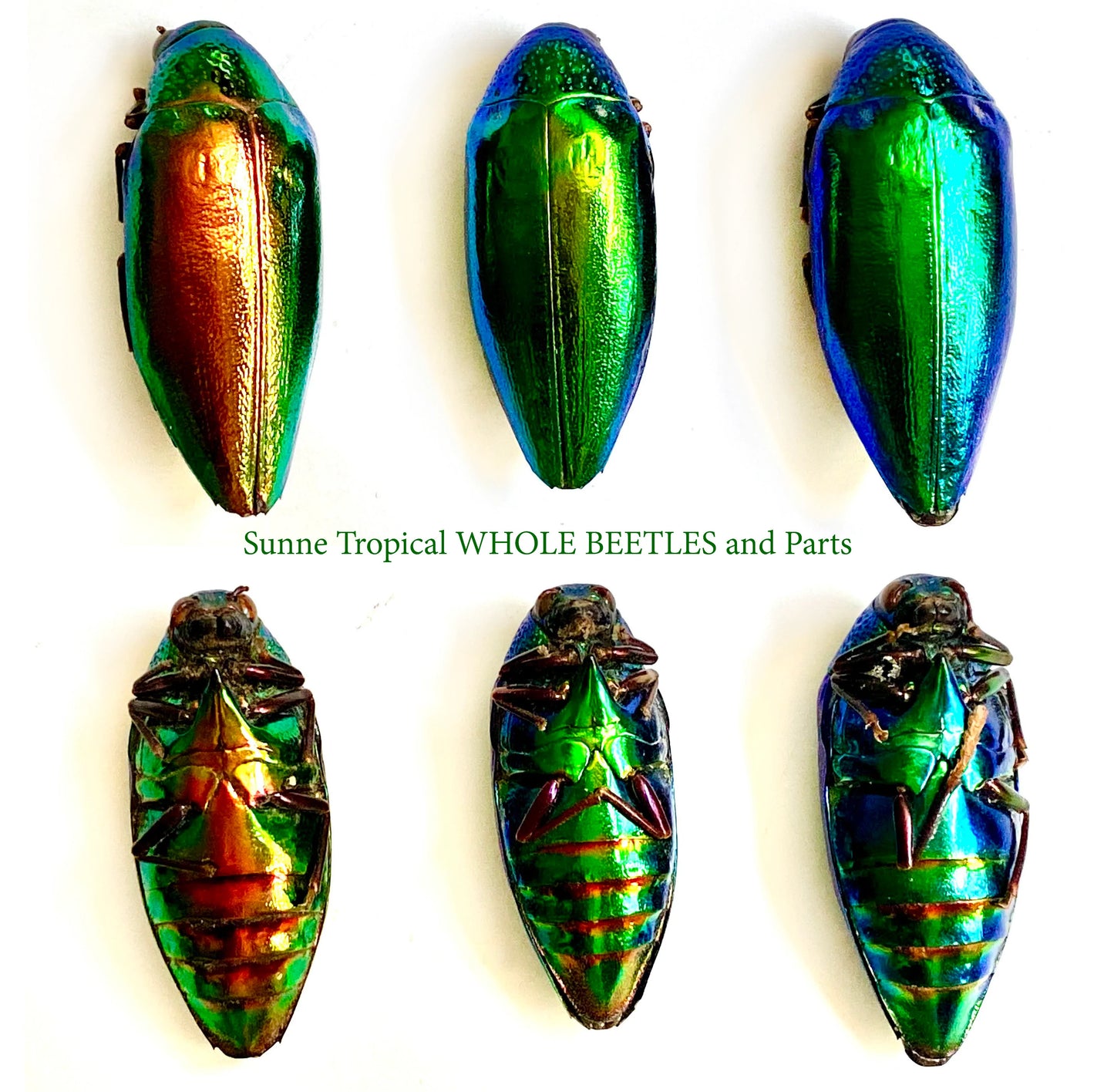 Jewel Beetle Taxidermy Elytra Natural WHOLE Beetles (GREEN 5)