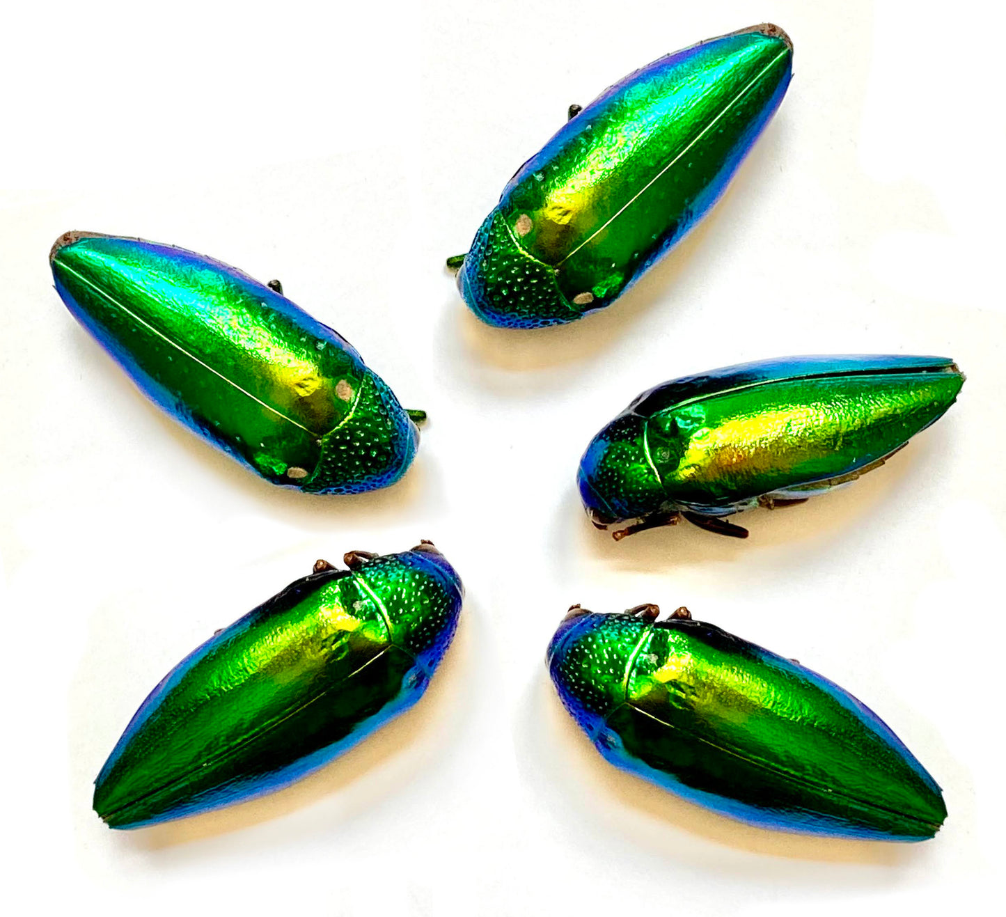 Jewel Beetle Taxidermy Elytra Natural WHOLE Beetles (GREEN 5)