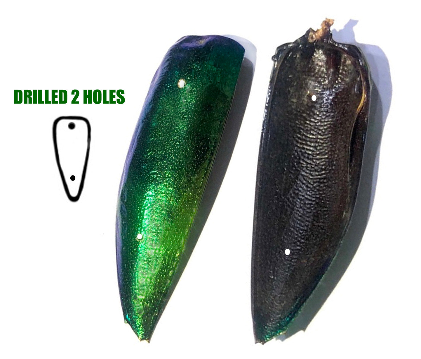 Jewel Beetle Wings DRILLED with HOLE 100 Pcs Natural Wings - Green 2holes A