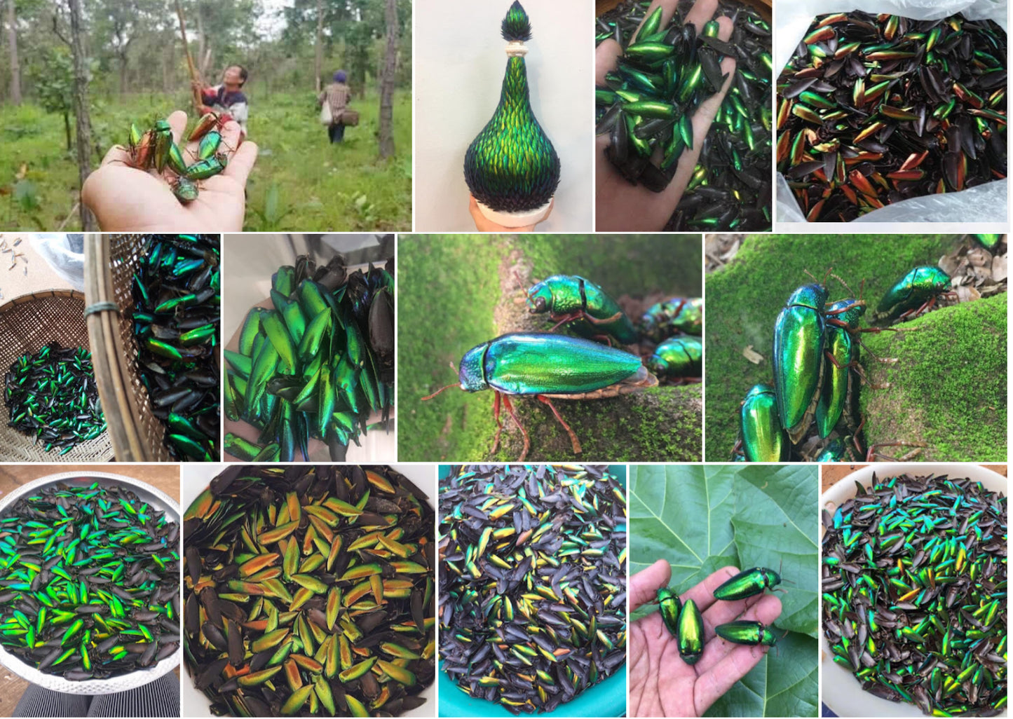 Jewel Beetle Wings UNDRILLED NO-HOLE 100 Pcs Natural Wings - HEART 6 MM