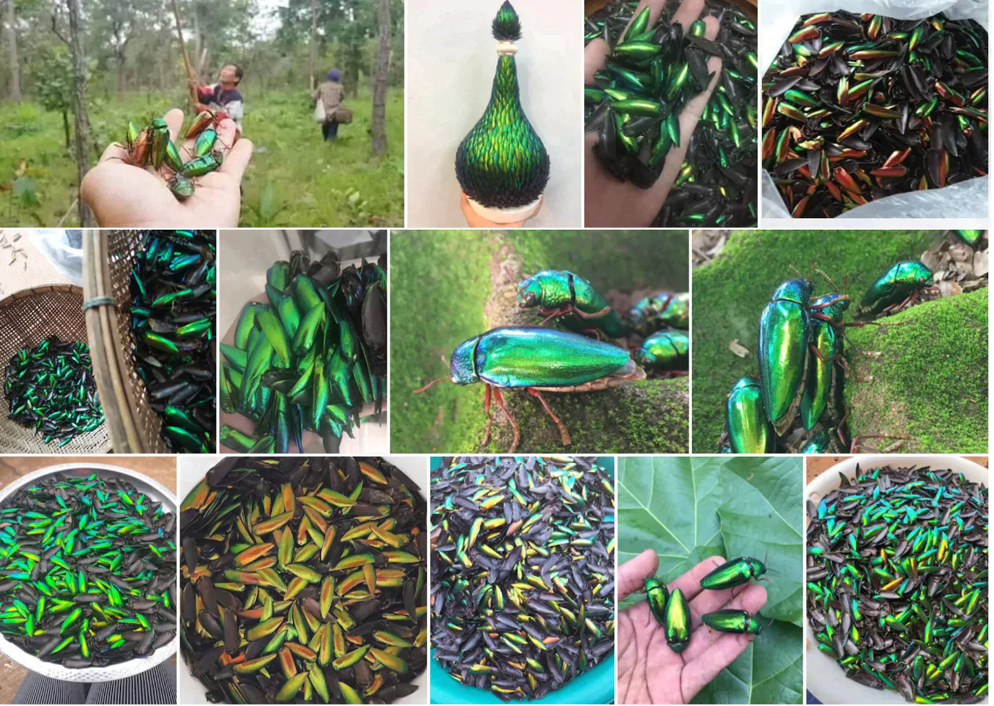 Jewel Beetle Wings UNDRILLED No-HOLE 100 Pcs Natural Wings - Rhombus 3 X 5 MM
