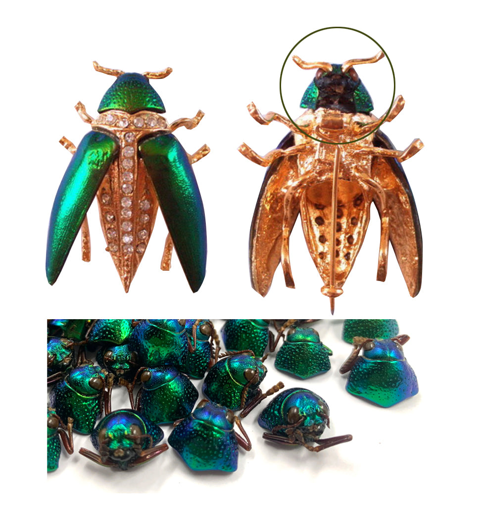 Jewel Beetle Elytra Natural Wings for Art Craft Sculpture design (100 HEAD and NECK)