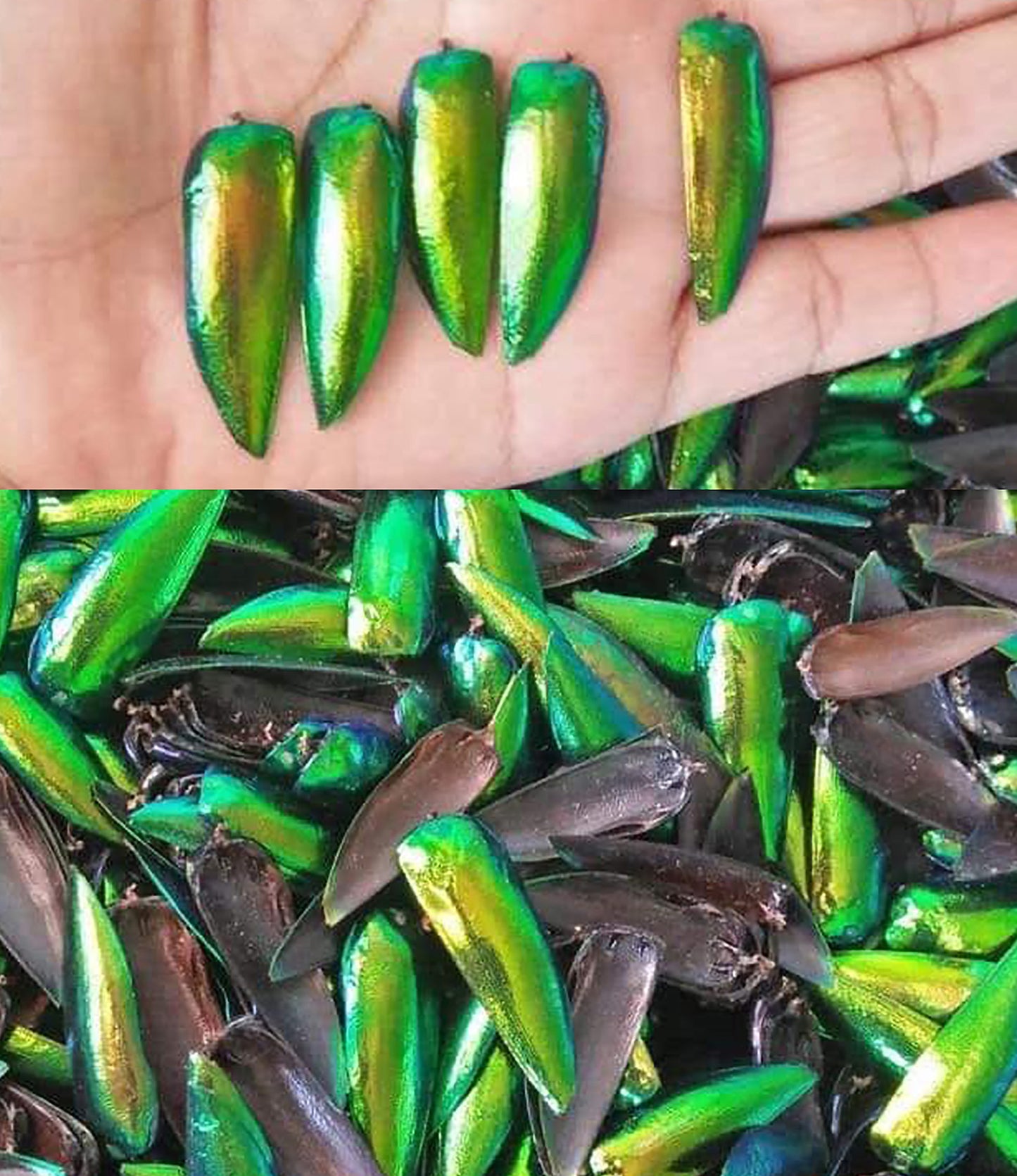 Jewel Beetle Wings UNDRILLED NO-HOLE 100 Pcs Natural Wings - YELLOWISH Green