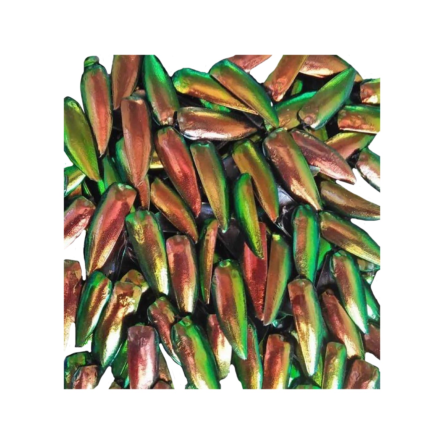 Jewel Beetle Wings UNDRILLED NO-HOLE 100 Pcs Natural Wings - REDDISH Green