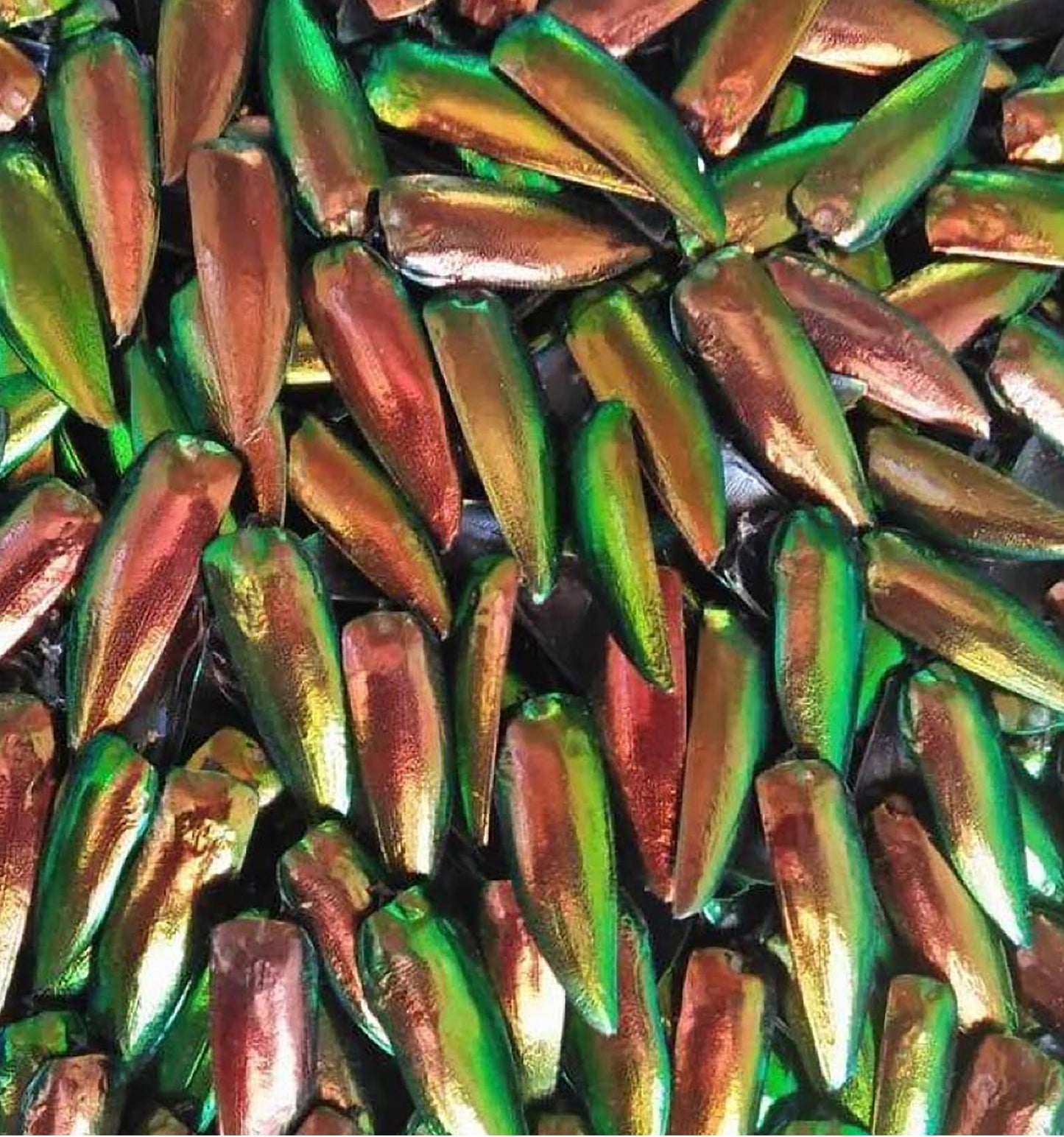 Jewel Beetle Wings DRILLED with HOLE 100 Pcs Natural Wings - REDDISH Green TOP 2