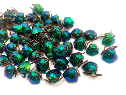 Jewel Beetle Elytra Natural Wings for Art Craft Sculpture design (100 HEAD and NECK)