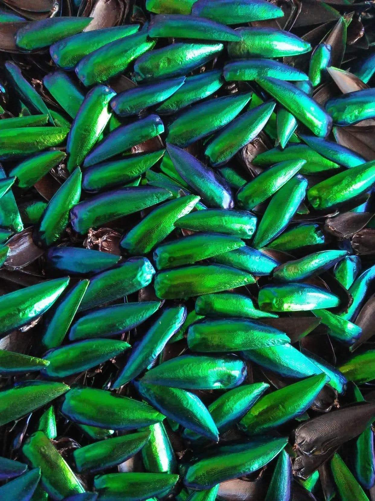 Jewel Beetle Wings UNDRILLED NO-HOLE 100 Pcs Natural Wings - Metallic Iridescent Green