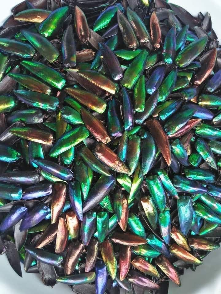 Jewel Beetles Wings UNDRILLED NO-HOLE 100 Pcs Natural Wings - Special RARE Color