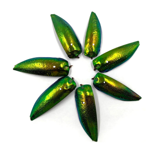 Jewel Beetle Wings DRILLED with HOLE 100 Pcs Natural Wings - YELLOWISH Green TOP 2