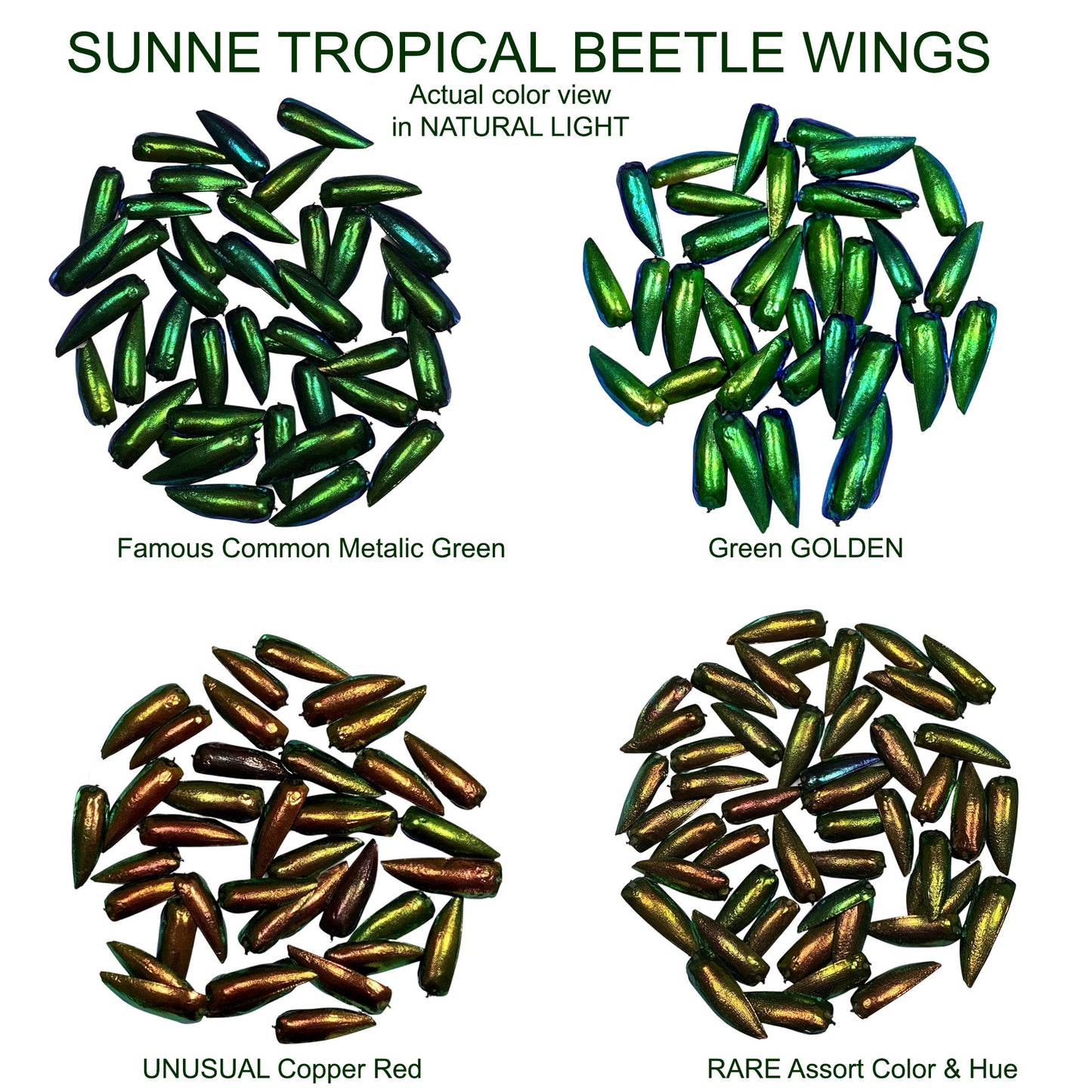 Jewel Beetle Wings UNDRILLED NO-HOLE 100 Pcs Natural Wings - REDDISH Green