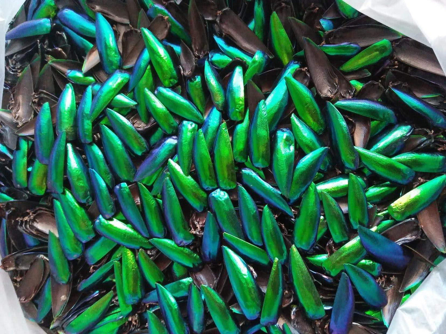 Jewel Beetle Wings UNDRILLED NO-HOLE Taxidermy Beads (500 Wings)
