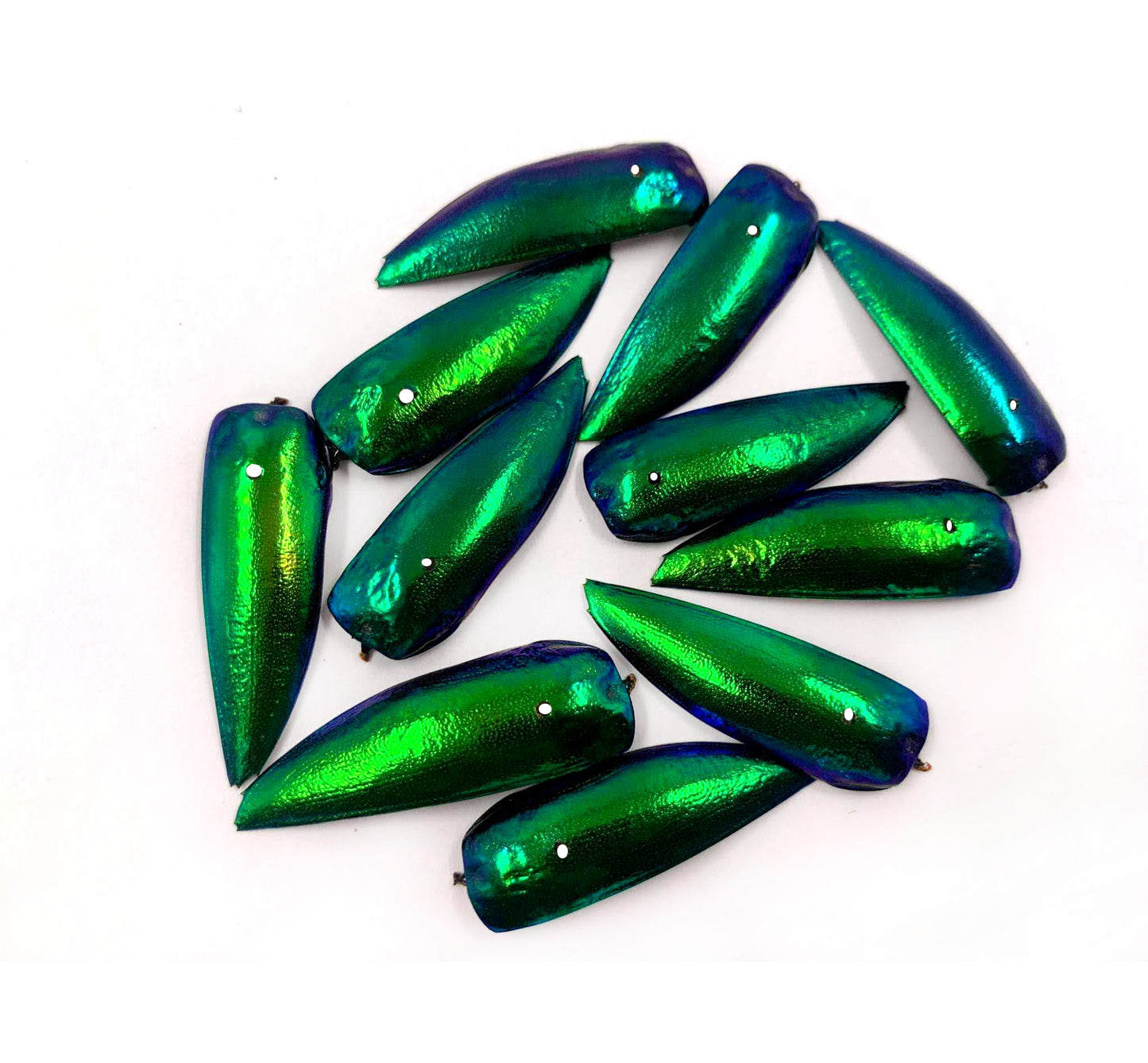 Jewel Beetle Wings DRILLED with HOLE 100 Pcs Natural Wings - Green TOP 2